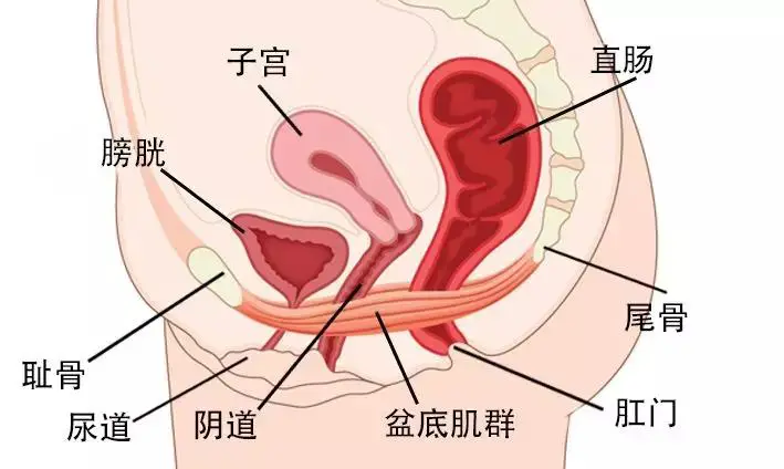 肛门症状排便失禁怎么回事_肛门失禁的症状不排便_肛门大便失禁