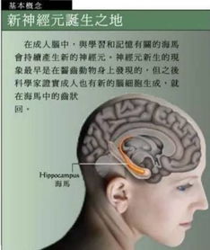 神经连接游戏,探索大脑奥秘的虚拟之旅