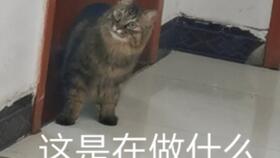 康的猫游戏,一场奇幻冒险之旅
