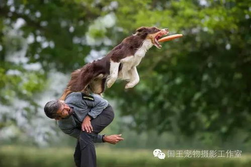 国外宠物游戏,欢乐无限