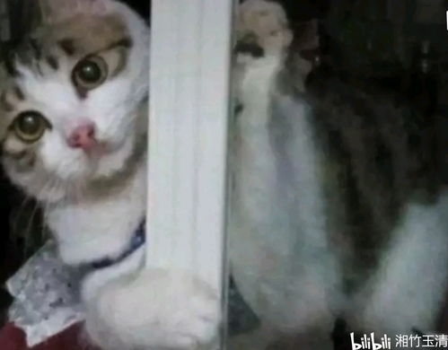 小金猫游戏,欢乐无限