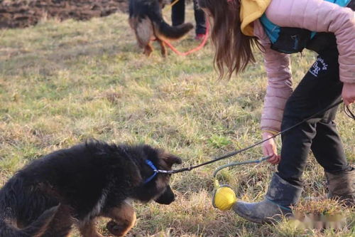 训狗游戏,趣味互动游戏打造和谐人犬关系