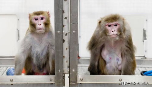 两只猴子游戏,智慧与勇气的较量