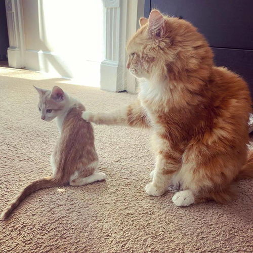 大猫小猫游戏,萌宠间的趣味对决